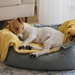 nettoyer le panier de son chien