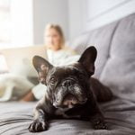 votre propriétaire peut-il vous interdire d’avoir un chien