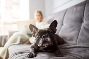 votre propriétaire peut-il vous interdire d’avoir un chien