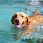 protéger son chien des fortes chaleurs