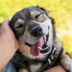 une vétérinaire en ukraine aide les enfants traumatisés par la guerre