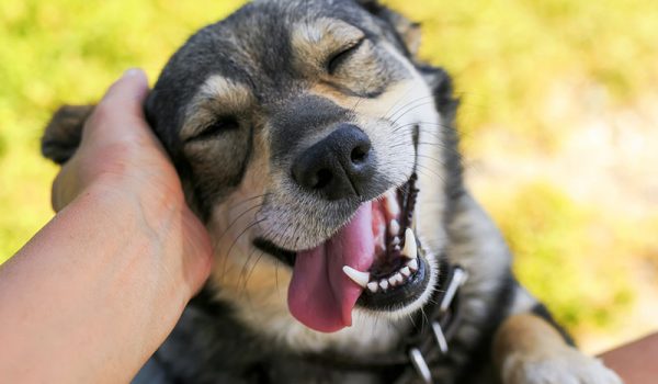 une vétérinaire en ukraine aide les enfants traumatisés par la guerre