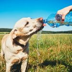 activités à faire avec un chien quand il fait chaud