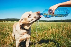 activités à faire avec un chien quand il fait chaud