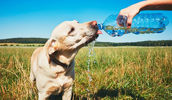 activités à faire avec un chien quand il fait chaud