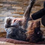 chien retrouve maitre 10 ans après