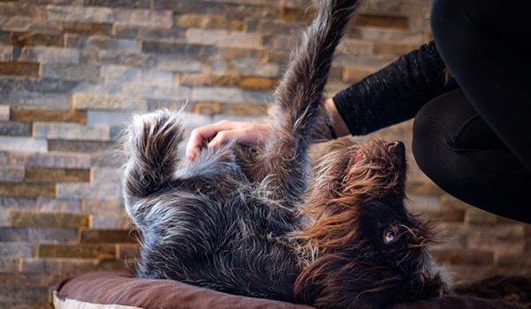 chien retrouve maitre 10 ans après