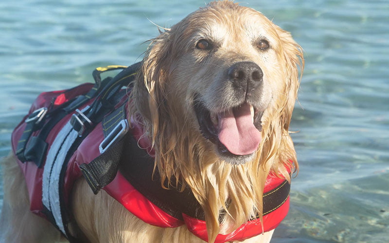 gilet de sauvetage pour chien