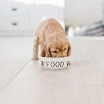 nettoyer la gamelle de son chien