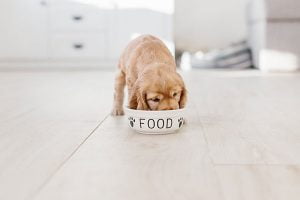 nettoyer la gamelle de son chien