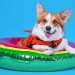 éviter noyade chien