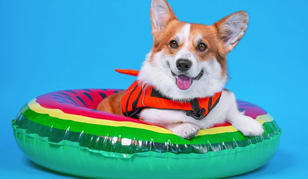 éviter noyade chien