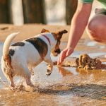 activités à faire avec son chien pendant les vacances