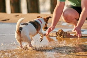 activités à faire avec son chien pendant les vacances