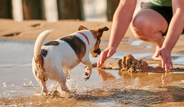 activités à faire avec son chien pendant les vacances