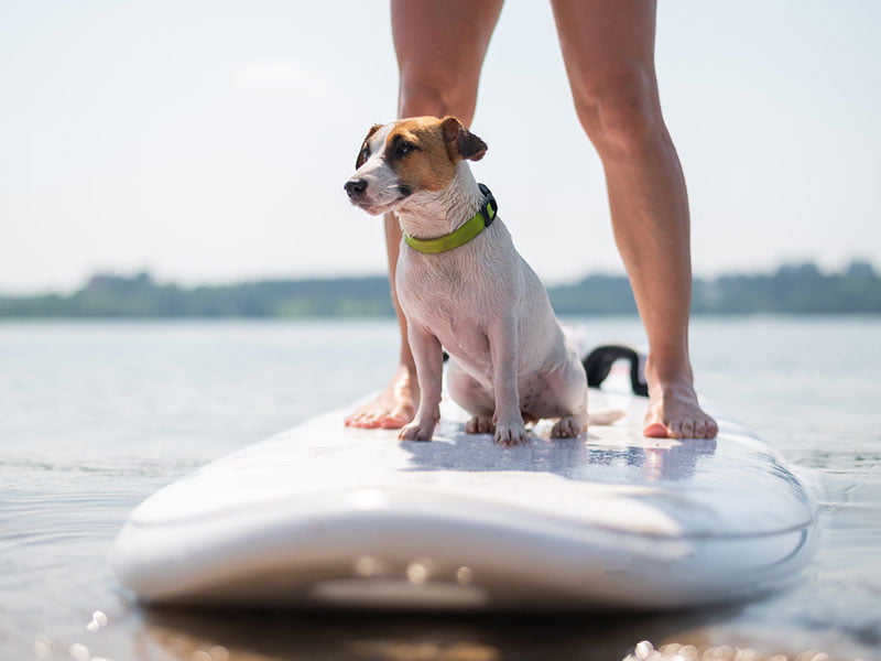 chien qui fait du surf