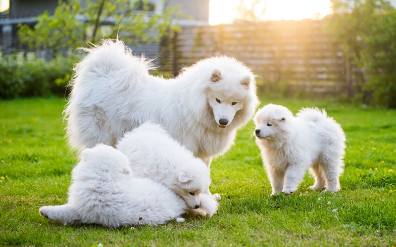 Top 15 Des Plus Belles Races De Chiens Blancs Top 15 Des Plus Belles Races De Chiens Blancs