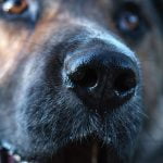 chien qui pleure de joie quand il retrouve son maître