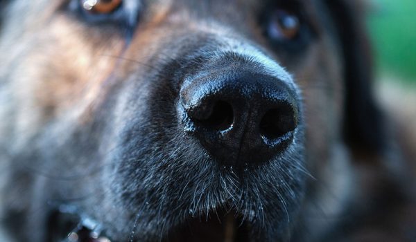 chien qui pleure de joie quand il retrouve son maître