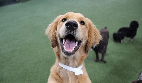 choisir une pension pour chien