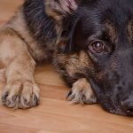 un toiletteur échange par erreur des chiens