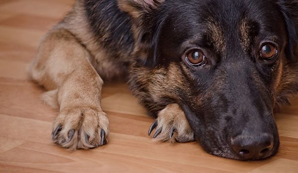 un toiletteur échange par erreur des chiens