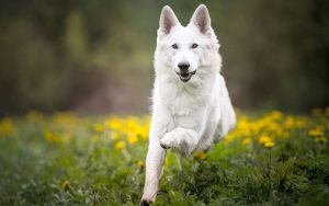 les plus belles races de chiens blancs
