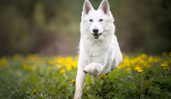 Top 15 Des Plus Belles Races De Chiens Blancs Top 15 Des Plus Belles Races De Chiens Blancs