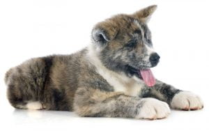 plus belles races de chiens japonais