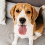 race de chien à poil court