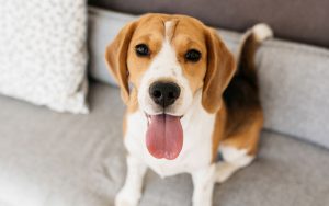 race de chien à poil court