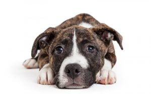 race de chien bringé