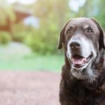 risque demence chien de plus de 10 ans