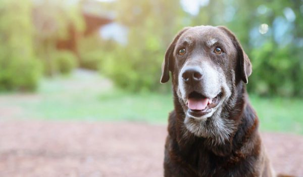 risque demence chien de plus de 10 ans