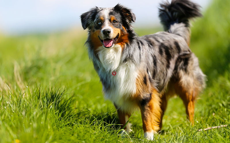 8 races de chiens de taille moyenne parfaites pour une famille