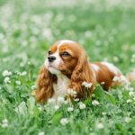 les plus petites races de chiens au monde