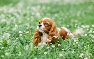 les plus petites races de chiens au monde