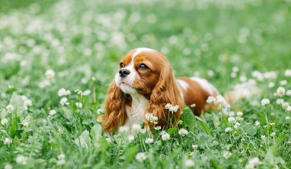 les plus petites races de chiens au monde
