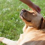 race de chien affectueux