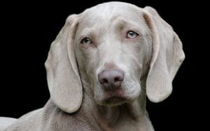 chien oreilles tombantes