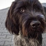 race de chien poil dur