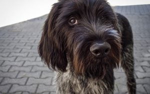 race de chien poil dur