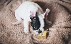 idées cadeau pour noel pour un chien