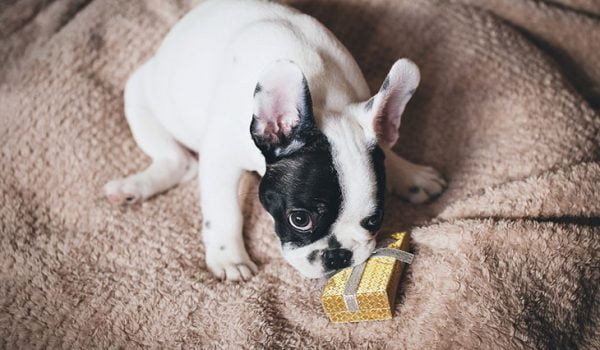 idées cadeau pour noel pour un chien