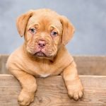 top 10 des prenoms de chiens les plus populaires en 2022