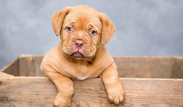 top 10 des prenoms de chiens les plus populaires en 2022