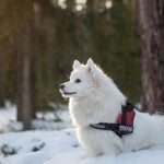 préparer chien froid hiver