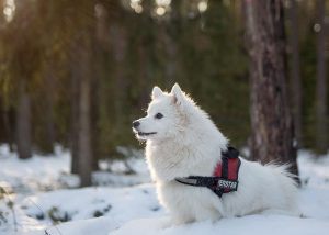 préparer chien froid hiver