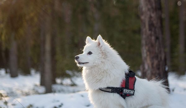 préparer chien froid hiver
