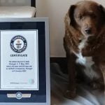 bobi plus vieux chien du monde